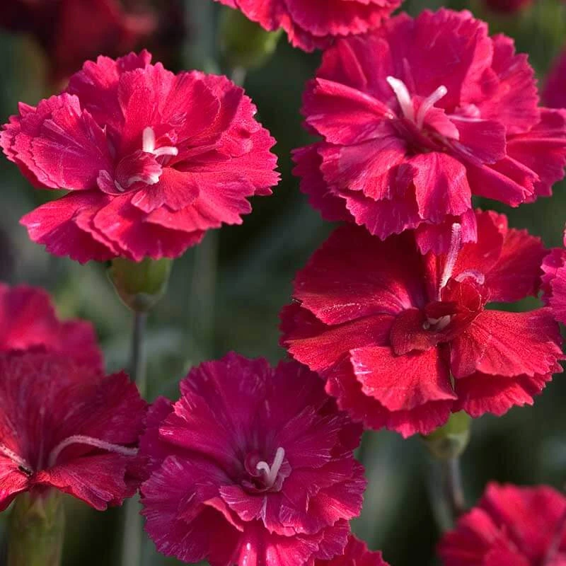 'Frosty Fire' Dianthus 4 'Frosty Fire' Dianthus - Image 2