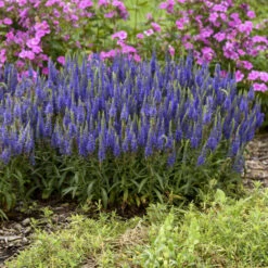 Magic Show® 'Wizard Of Ahhs' Spike Speedwell -Garden Plants Store 57d3d94052c69a0d47188f14f50cb3df