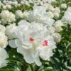'Festiva Maxima' Peony 1 'Festiva Maxima' Peony -Garden Plants Store 580 Paeonia festiva maxima 1