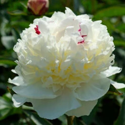 'Festiva Maxima' Peony -Garden Plants Store 580 Paeonia festiva maxima 5