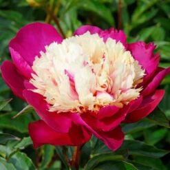 'White Cap' Peony -Garden Plants Store 582 Paeonia white cap 2