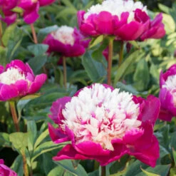 'White Cap' Peony -Garden Plants Store 582 Paeonia white cap 6