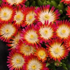 'Jewel Of Desert Ruby' Ice Plant -Garden Plants Store 582 2241 popup sw