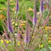'Fascination' Culver's Root 2 'Fascination' Culver's Root -Garden Plants Store 583 Veronicastrum fascination 1