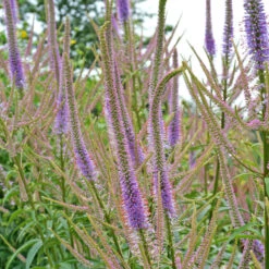 'Fascination' Culver's Root 9 'Fascination' Culver's Root -Garden Plants Store 583 Veronicastrum fascination 4