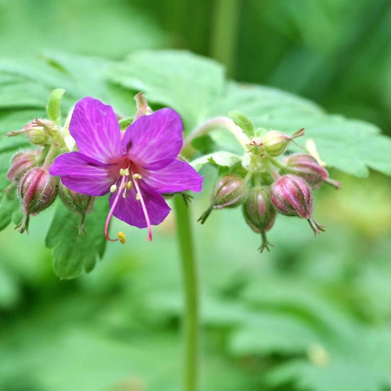 'Bevan's Variety' Cranesbill 4 'Bevan's Variety' Cranesbill - Image 2