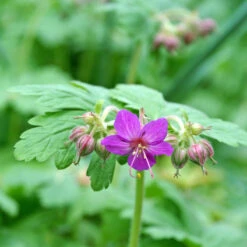'Bevan's Variety' Cranesbill 7 'Bevan's Variety' Cranesbill -Garden Plants Store 584 Geranium bevans variety 3