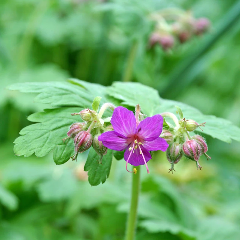 'Bevan's Variety' Cranesbill 5 'Bevan's Variety' Cranesbill - Image 3