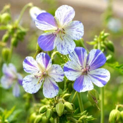 'Delft Blue' Cranesbill -Garden Plants Store 585 Geranium Delft blue 4