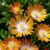 'Jewel Of Desert Topaz' Ice Plant 1 'Jewel Of Desert Topaz' Ice Plant -Garden Plants Store 585 2253 popup sw