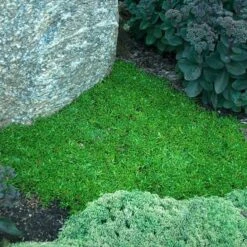 'Jewel Of Desert Topaz' Ice Plant -Garden Plants Store 585 2256 popup sw