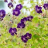 'Raven' Cranesbill -Garden Plants Store 586 Geranium raven 1