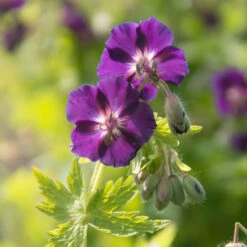'Raven' Cranesbill -Garden Plants Store 586 Geranium raven 3