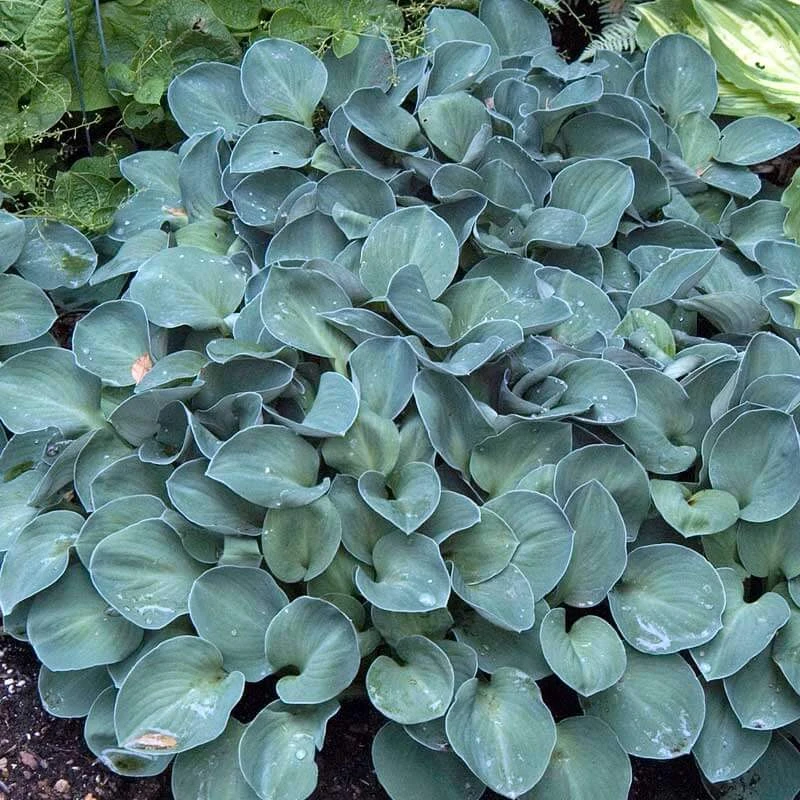 'Blue Mouse Ears' Hosta 5 'Blue Mouse Ears' Hosta - Image 3