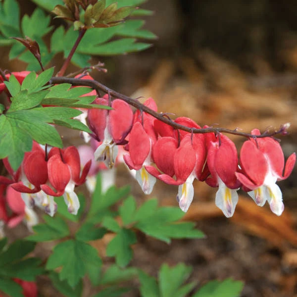 Valentine® Bleeding Heart 4 Valentine® Bleeding Heart - Image 2