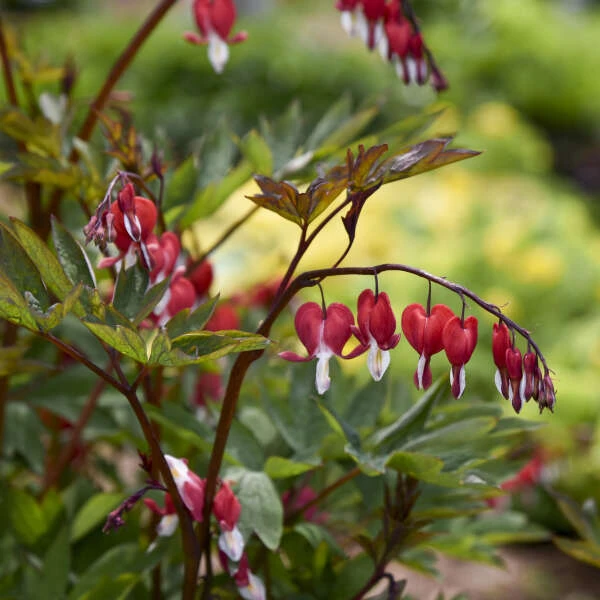 Valentine® Bleeding Heart 3 Valentine® Bleeding Heart