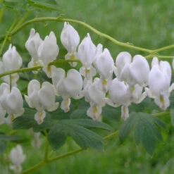 White Bleeding Heart