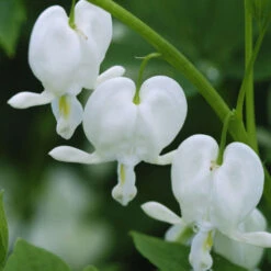 White Bleeding Heart -Garden Plants Store 597Dicentraspectabilis Alba 3