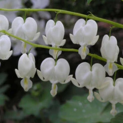 White Bleeding Heart -Garden Plants Store 597Dicentraspectabilis Alba 4