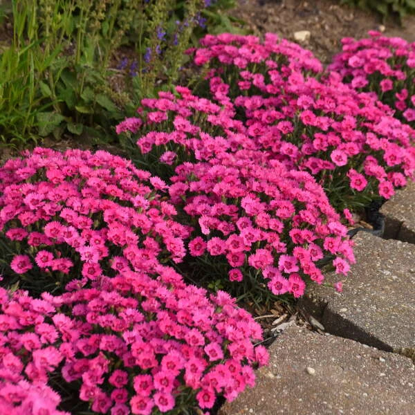 'Paint The Town Fancy' Dianthus 4 'Paint The Town Fancy' Dianthus - Image 2
