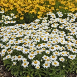 'Snowcap' Shasta Daisy -Garden Plants Store 5d07eed00a4d7384dafc77bde2737f15