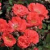 Coral Drift® Rose 2 Coral Drift® Rose -Garden Plants Store 602 2512 popup sw