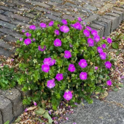 'Max Frei' Bloody Cranesbill -Garden Plants Store 604 Geranium max frei 2