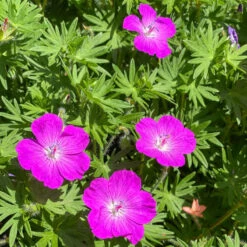 'Max Frei' Bloody Cranesbill -Garden Plants Store 604 Geranium max frei 3