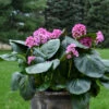 'Miss Piggy' Pigsqueak 2 'Miss Piggy' Pigsqueak -Garden Plants Store 605Bergenia MissPiggy 1