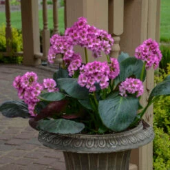 'Miss Piggy' Pigsqueak 8 'Miss Piggy' Pigsqueak -Garden Plants Store 605Bergenia MissPiggy 3