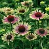 'Green Twister' Coneflower -Garden Plants Store 605 2479 popup