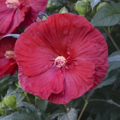Summerific® 'Cranberry Crush' Perennial Hibiscus -Garden Plants Store 607Hibiscus CranberryCrush 4