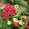 Berried Treasure® Red Everbearing Strawberry -Garden Plants Store 609 fragaria berried treasure red
