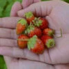 'Tristan' Everbearing Strawberry -Garden Plants Store 611Fragariaananassa Tristan 1