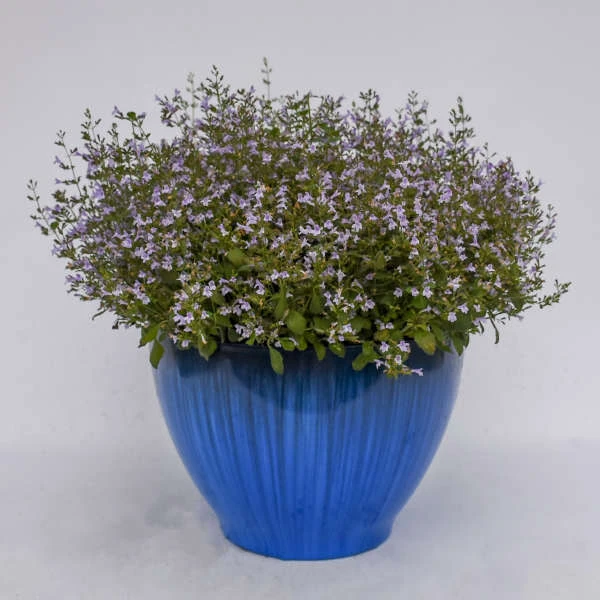 'Marvelette Blue' Calamint 4 'Marvelette Blue' Calamint - Image 2