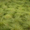 Prairie Dropseed -Garden Plants Store 620Sporobolusheterolepis 1