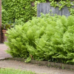 Ostrich Fern 11 Ostrich Fern -Garden Plants Store 626543a673f8afd08445d32991d15d27