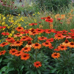 Kismet® Intense Orange Coneflower 7 Kismet® Intense Orange Coneflower -Garden Plants Store 626 2857 popup