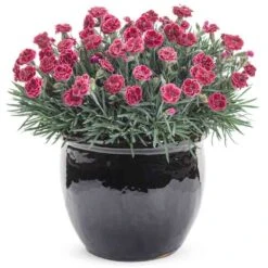 Fruit Punch® 'Black Cherry Frost' Dianthus 9 Fruit Punch® 'Black Cherry Frost' Dianthus -Garden Plants Store 634 2695 popup
