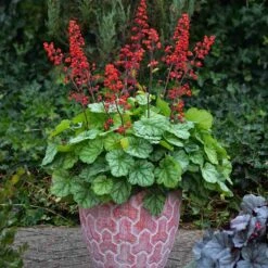 Dolce® 'Appletini' Coral Bells -Garden Plants Store 635 2698 popup