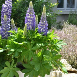 Mini Gallery™ Blue Bicolor Lupine 7 Mini Gallery™ Blue Bicolor Lupine -Garden Plants Store 636297d97b3e498ffe72e6cc797ad19e