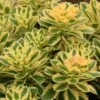'Atlantis' Stonecrop 2 'Atlantis' Stonecrop -Garden Plants Store 639 2717 popup 764bdd4c 62ad 4ed1 adad 19915317787d