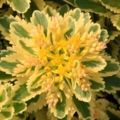 'Atlantis' Stonecrop -Garden Plants Store 639 2718 popup e5add1f9 3377 4841 ac33 76dffe76c01b