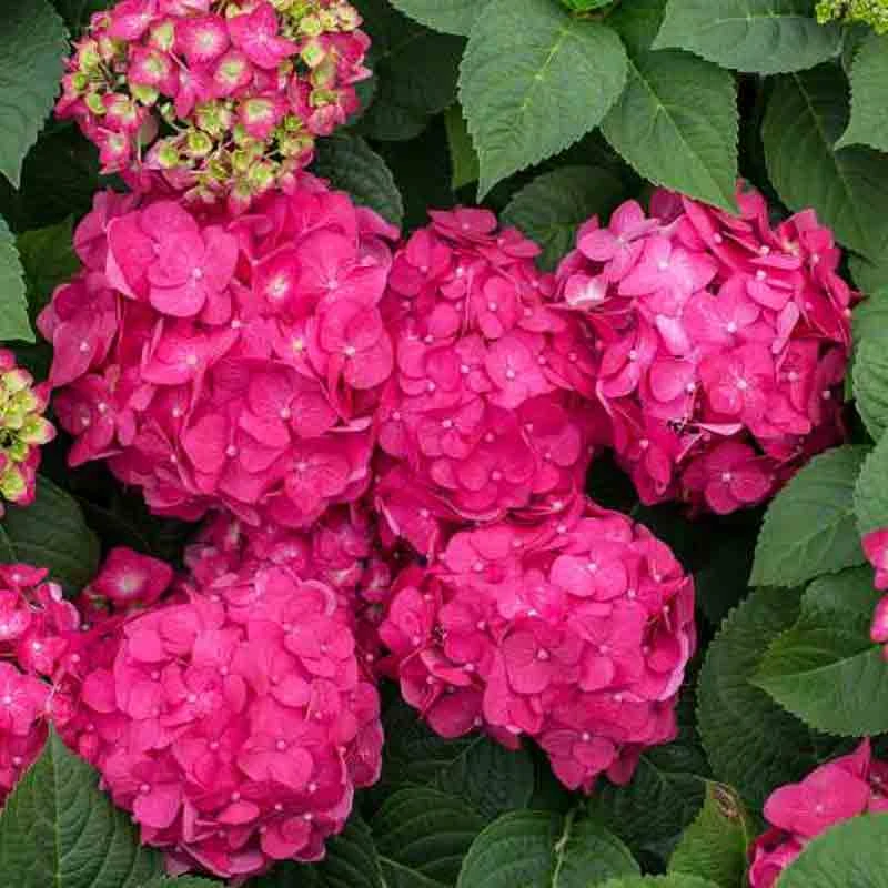 Endless Summer® Summer Crush® Bigleaf Hydrangea 6 Endless Summer® Summer Crush® Bigleaf Hydrangea - Image 4