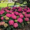 Endless Summer® Summer Crush® Bigleaf Hydrangea -Garden Plants Store 640 2722 popup