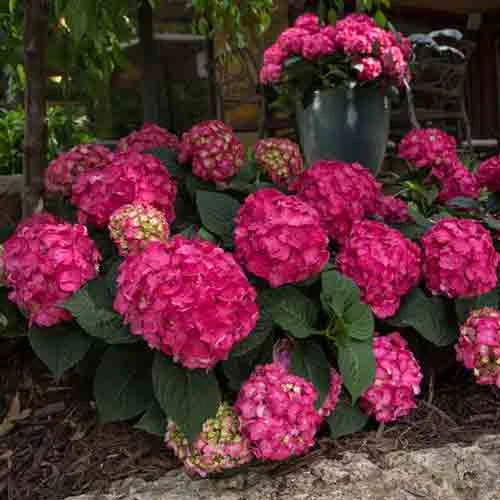 Endless Summer® Summer Crush® Bigleaf Hydrangea 4 Endless Summer® Summer Crush® Bigleaf Hydrangea - Image 2