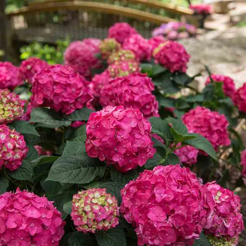 Endless Summer® Summer Crush® Bigleaf Hydrangea 5 Endless Summer® Summer Crush® Bigleaf Hydrangea - Image 3