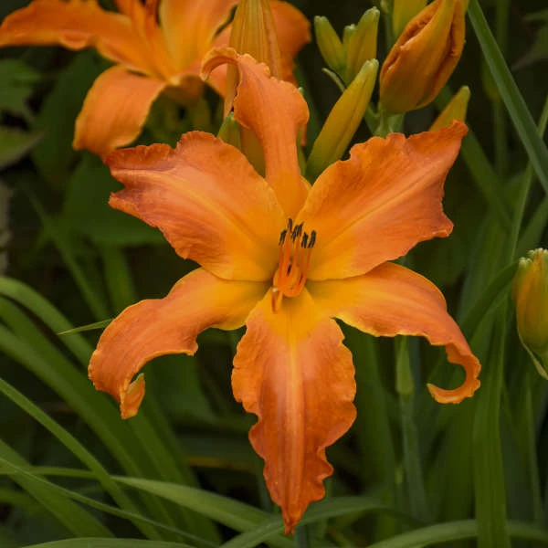 Rainbow Rhythm® 'Primal Scream' Daylily 3 Rainbow Rhythm® 'Primal Scream' Daylily