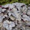 Dolce® 'Frosted Berry' Coral Bells 1 Dolce® 'Frosted Berry' Coral Bells -Garden Plants Store 654 Dolce Frosted Berry Heuchera 1
