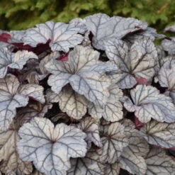 Dolce® 'Frosted Berry' Coral Bells